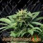 Kookie Gmoji by Propaganja Seeds Cannabis Seeds For Sale at Just Feminized