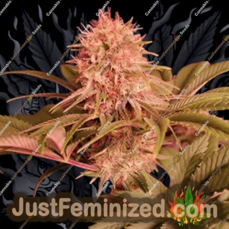 Menonite Zombie by Propaganja Seeds Cannabis Seeds For Sale at Just Feminized