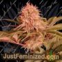 Menonite Zombie by Propaganja Seeds Cannabis Seeds For Sale at Just Feminized