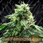 Rotten Banana Auto by Propaganja Seeds Cannabis Seeds For Sale at Just Feminized