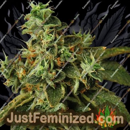 Special Rum Auto by Propaganja Seeds Cannabis Seeds For Sale at Just Feminized