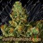 Stockton Slap OG Auto by Propaganja Seeds Cannabis Seeds For Sale at Just Feminized