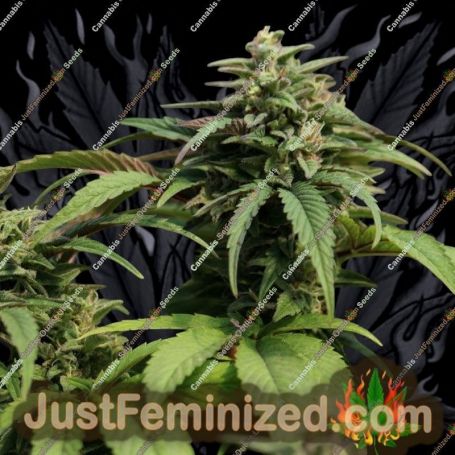 The Fruity Fuzz 33 by Propaganja Seeds Cannabis Seeds For Sale at Just Feminized