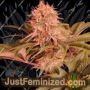 Tipsy Ape by Propaganja Seeds Cannabis Seeds For Sale at Just Feminized