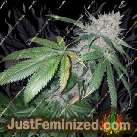 Tropical Pup by Propaganja Seeds Cannabis Seeds For Sale at Just Feminized