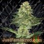Banana Kush by White Label Cannabis Seeds For Sale at Just Feminized