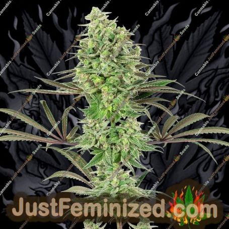 Double Banana Kush by White Label Cannabis Seeds For Sale at Just Feminized