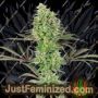 Double Banana Kush by White Label Cannabis Seeds For Sale at Just Feminized