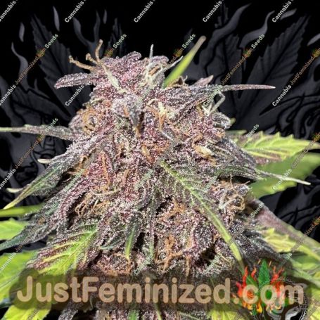 Gelato 420 by White Label Cannabis Seeds For Sale at Just Feminized