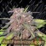Gelato 420 by White Label Cannabis Seeds For Sale at Just Feminized