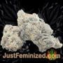 Girl Scout Cookies by White Label Buds Weed Ganja Skunk Pot Reefer Dope Herb Pics Images