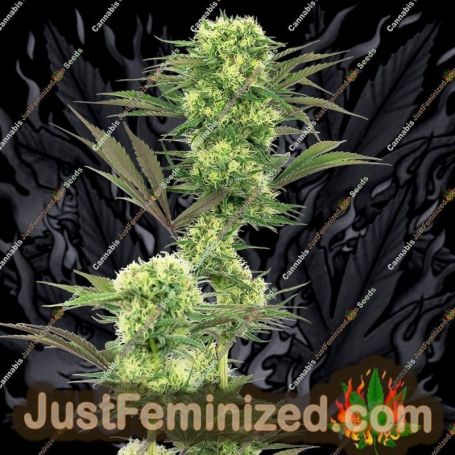 Guava Jelly by White Label Cannabis Seeds For Sale at Just Feminized