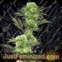 Guava Jelly by White Label Cannabis Seeds For Sale at Just Feminized