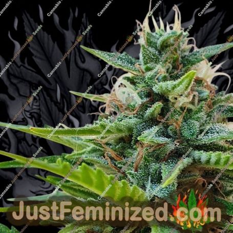 Zesty Zkittlez Auto by Dr Krippling Cannabis Seeds For Sale at Just Feminized