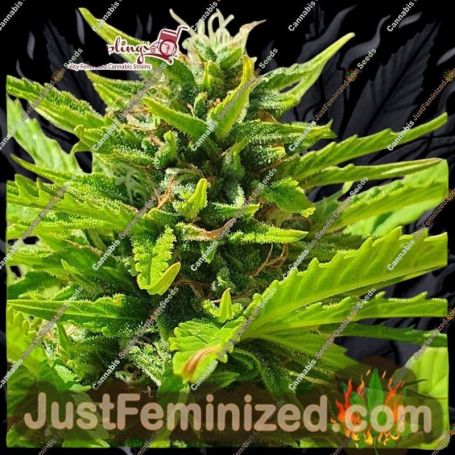 Banana Kick Auto by Dr Krippling Cannabis Seeds For Sale at Just Feminized