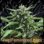 Banana Rapids by Dr Krippling Cannabis Seeds For Sale at Just Feminized