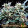 Ninja Zkittlez by Dr Krippling Cannabis Seeds For Sale at Just Feminized