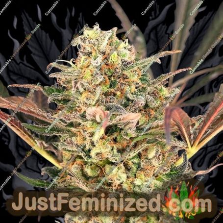 Purple Slap Auto by Dr Krippling Cannabis Seeds For Sale at Just Feminized