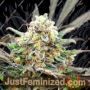 Separation Cake Auto by Dr Krippling Cannabis Seeds For Sale at Just Feminized