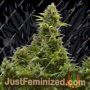 Medikit Auto by Buddha Seeds Cannabis Seeds For Sale at Just Feminized