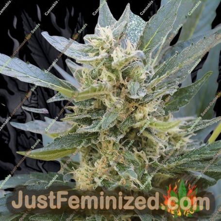 Jumping Jack Dash Auto by Dr Krippling Cannabis Seeds For Sale at Just Feminized