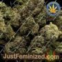 Mimosa Punch Auto by Advanced Seeds Cannabis Seeds For Sale at Just Feminized