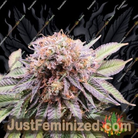 Mimosa Punch by Advanced Seeds Cannabis Seeds For Sale at Just Feminized