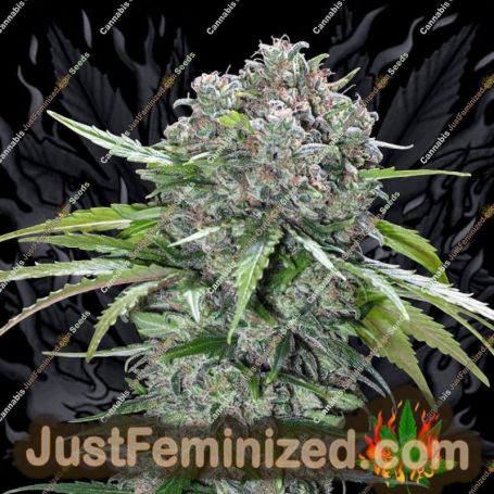 San Bacio Burger by Advanced Seeds Cannabis Seeds For Sale at Just Feminized