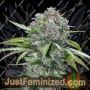 San Bacio Burger by Advanced Seeds Cannabis Seeds For Sale at Just Feminized