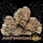 Mandarin Panties by Seed Stockers Buds Weed Ganja Skunk Pot Reefer Dope Herb Pics Images
