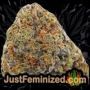 Mandarin Panties Auto by Seed Stockers Buds Weed Ganja Skunk Pot Reefer Dope Herb Pics Images