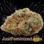 Mandarin Panties Auto by Seed Stockers Buds Weed Ganja Skunk Pot Reefer Dope Herb Pics Images