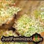 Mandarin Panties Auto by Seed Stockers THC CBD Close Up Trichomes Potency Yield Indica Sativa Strain Pic Images