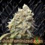 Rucu Cucu OG by Seed Stockers Cannabis Seeds For Sale at Just Feminized
