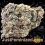 Rucu Cucu OG Auto by Seed Stockers Buds Weed Ganja Skunk Pot Reefer Dope Herb Pics Images