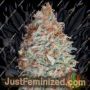 Banana Cookies by Advanced Seeds Cannabis Seeds For Sale at Just Feminized