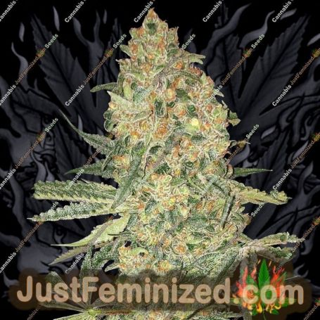 Bruce Banner by Advanced Seeds Cannabis Seeds For Sale at Just Feminized