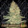 Bruce Banner by Advanced Seeds Cannabis Seeds For Sale at Just Feminized
