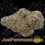 Bruce Banner by Advanced Seeds Buds Weed Ganja Skunk Pot Reefer Dope Herb Pics Images
