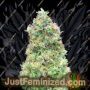 Critical Mass by Advanced Seeds Cannabis Seeds For Sale at Just Feminized
