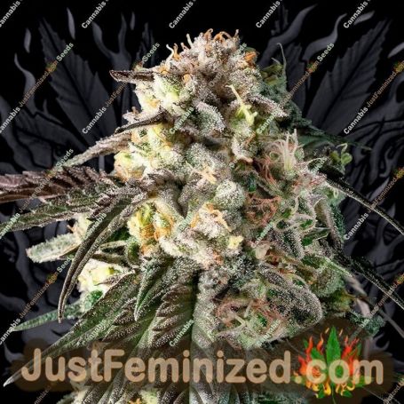 Fire Dog by Advanced Seeds Cannabis Seeds For Sale at Just Feminized