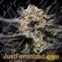 Calypso Sunrocks by Anesia Seeds Cannabis Seeds For Sale at Just Feminized