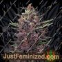 Purple Kush Auto by Buddha Seeds Cannabis Seeds For Sale at Just Feminized
