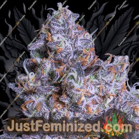 Frozen Black Cherry Auto by Anesia Seeds Cannabis Seeds For Sale at Just Feminized