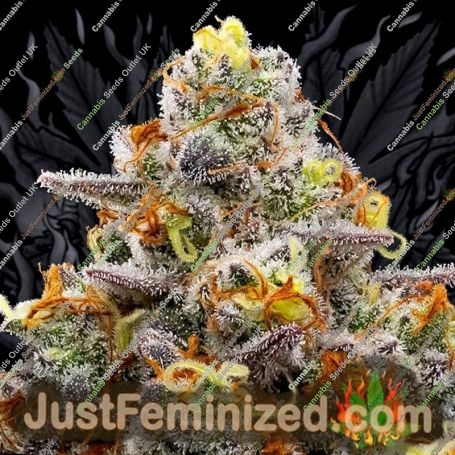 Purple Boost Highness Feminized by Anesia Seeds