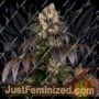 Girl Scout Cookies by Barneys Farm Cannabis Seeds For Sale at Just Feminized