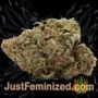 Girl Scout Cookies by Barneys Farm Buds Weed Ganja Skunk Pot Reefer Dope Herb Pics Images