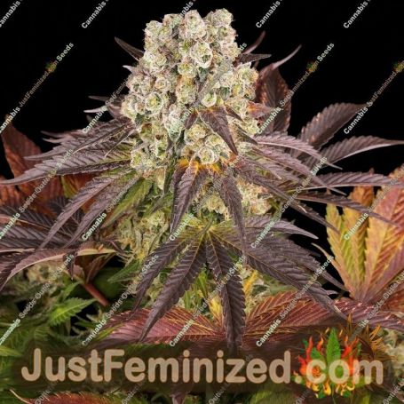 Purple Punch x Lemon Drizzle by Barneys Farm Cannabis Seeds For Sale at Just Feminized