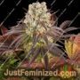 Purple Punch x Lemon Drizzle by Barneys Farm Cannabis Seeds For Sale at Just Feminized