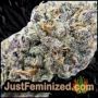 Purple Punch x Lemon Drizzle by Barneys Farm Buds Weed Ganja Skunk Pot Reefer Dope Herb Pics Images